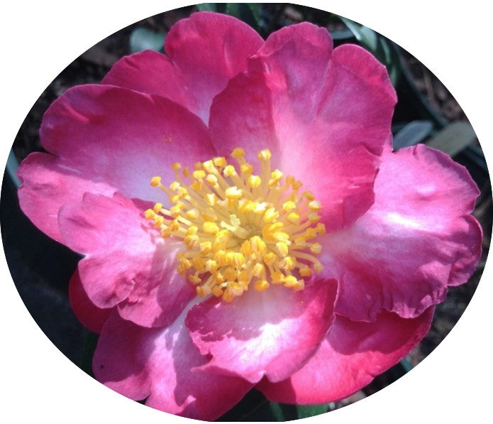 Camelia sasanqua Navajo vaso 18