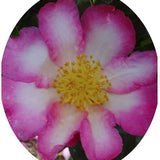 Camelia sasanqua Navajo vaso 18