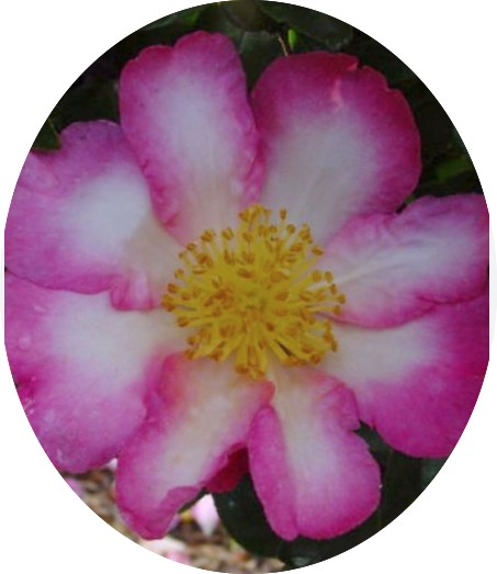 Camelia sasanqua Navajo vaso 18