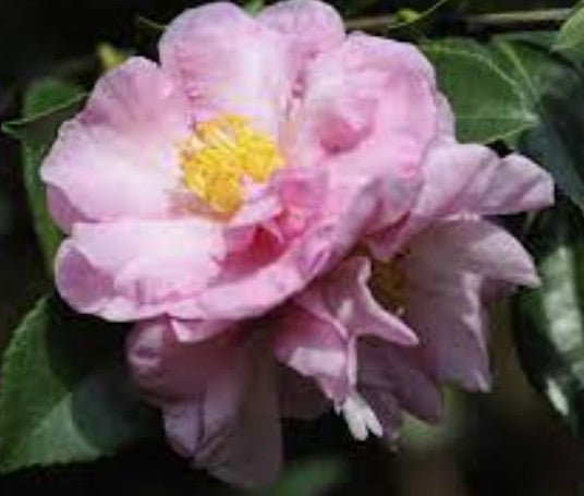 Camelia sasanqua Marta Piffaretti vaso 18