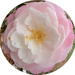 Camelia sasanqua Little Pearl vaso 18