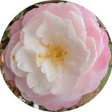 Camelia sasanqua Little Pearl vaso 18