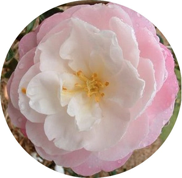 Camelia sasanqua Little Pearl vaso 18