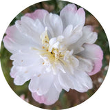 Camelia sasanqua Vanessa vaso 18/20