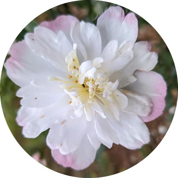 Camelia sasanqua Vanessa vaso 18/20