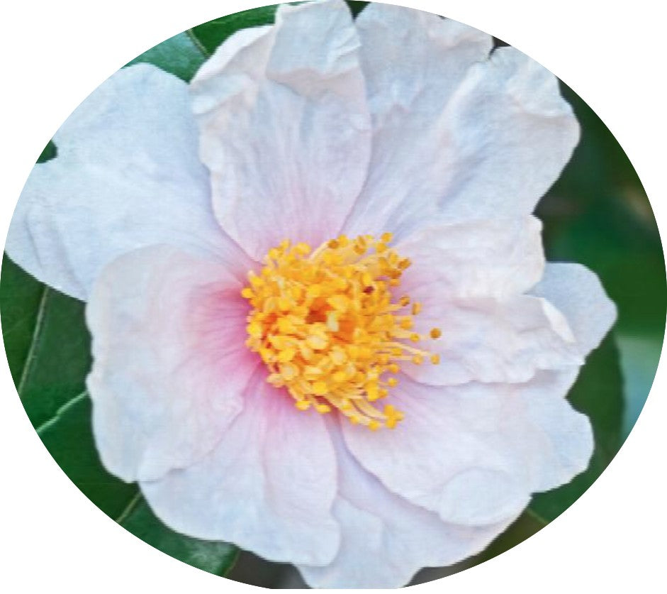 Camelia sasanqua winter star vaso 18/20