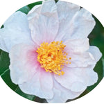Camelia sasanqua winter star vaso 18/20