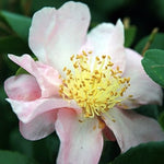 Camelia sasanqua winter star vaso 18/20