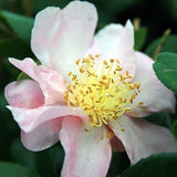 Camelia sasanqua winter star vaso 18/20