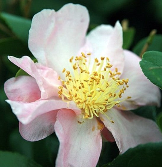 Camelia sasanqua winter star vaso 18/20