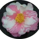 Camelia sasanqua x Shibori Egao vaso 18