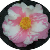 Camelia sasanqua x Shibori Egao vaso 18