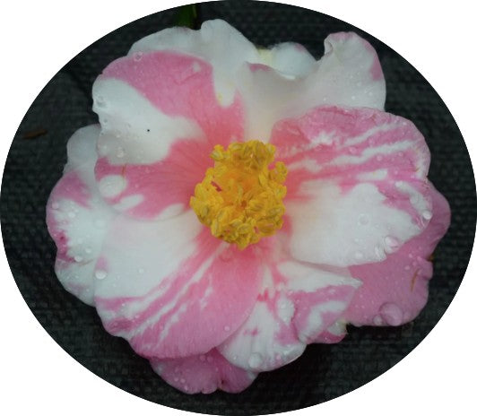 Camelia sasanqua x Shibori Egao vaso 18
