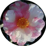 Camelia sasanqua x Shibori Egao vaso 18