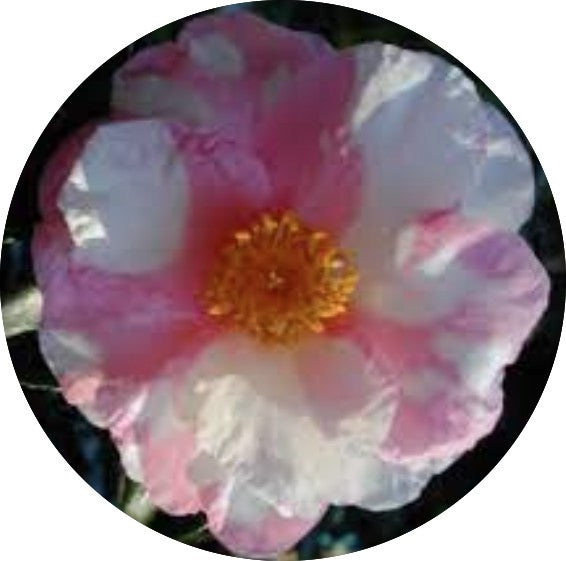 Camelia sasanqua x Shibori Egao vaso 18