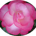 Camelia Sasanqua Paradise Sayaka