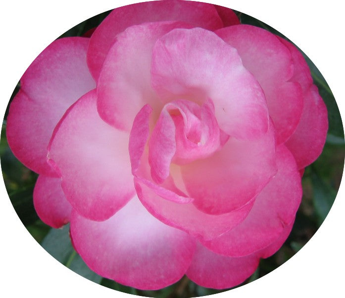 Camelia Sasanqua Paradise Sayaka