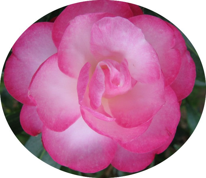 Camelia Sasanqua Paradise Sayaka