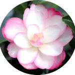 Camelia Sasanqua Paradise Sayaka