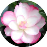 Camelia Sasanqua Paradise Sayaka