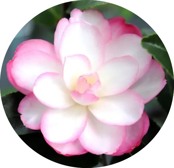 Camelia Sasanqua Paradise Sayaka