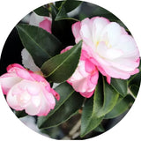 Camelia Sasanqua Paradise Sayaka