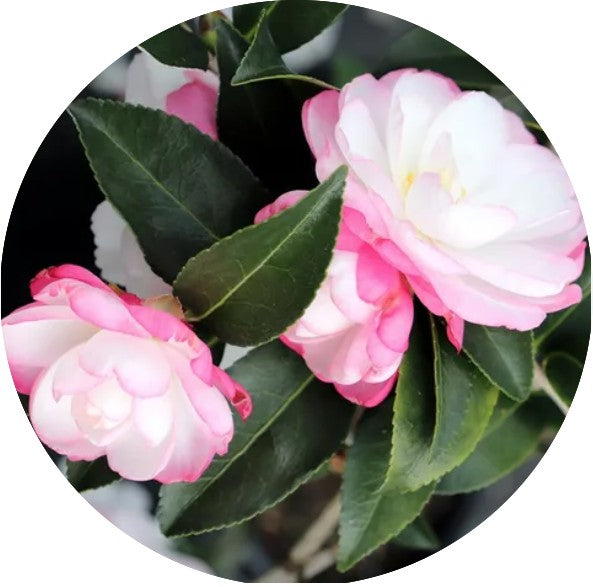 Camelia Sasanqua Paradise Sayaka