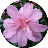 Camelia sasanqua Elfin rose vaso 18/20