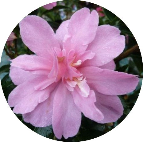 Camelia sasanqua Elfin rose vaso 18/20