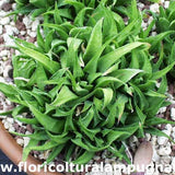 Haworthia Angustifolia