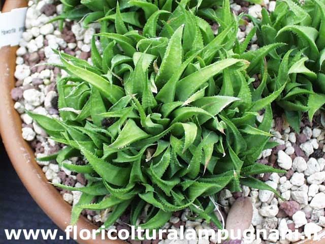 Haworthia Angustifolia