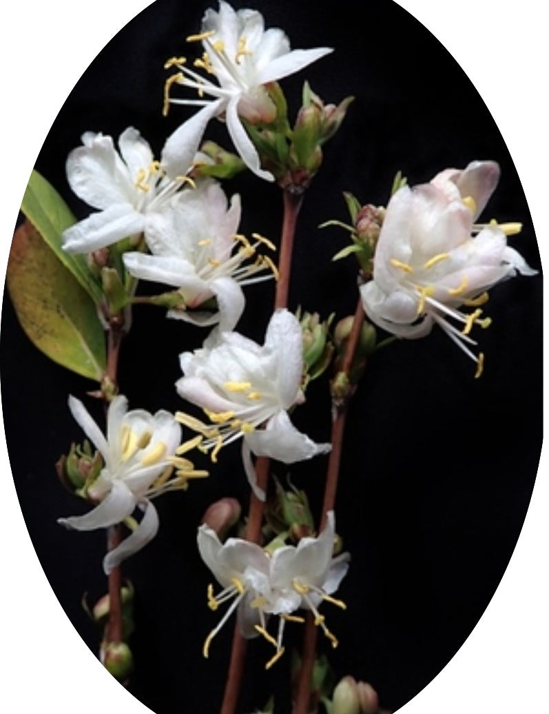 Lonicera Fragrantissima fioritura (Dicembre/marzo) vaso 19