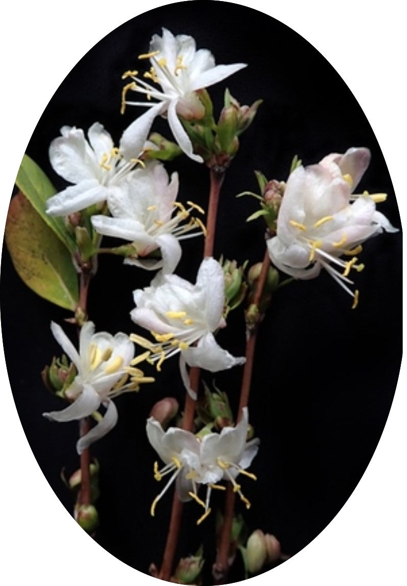 Lonicera Fragrantissima fioritura (Dicembre/marzo) vaso 19