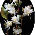 Lonicera Fragrantissima fioritura (Dicembre/marzo) vaso 19