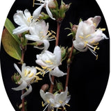 Lonicera Fragrantissima fioritura (Dicembre/marzo) vaso 19