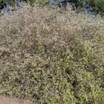 Lonicera Fragrantissima fioritura (Dicembre/marzo) vaso 19