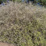 Lonicera Fragrantissima fioritura (Dicembre/marzo) vaso 19