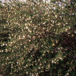 Lonicera Fragrantissima fioritura (Dicembre/marzo) vaso 19
