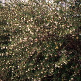 Lonicera Fragrantissima fioritura (Dicembre/marzo) vaso 19