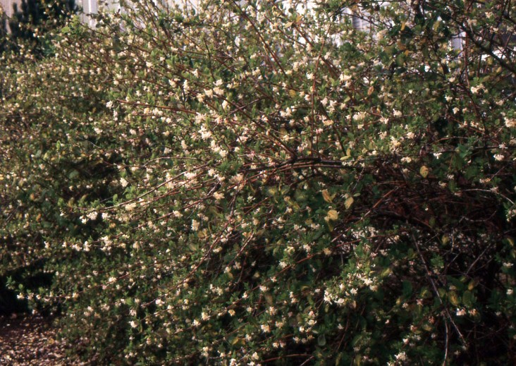 Lonicera Fragrantissima fioritura (Dicembre/marzo) vaso 19