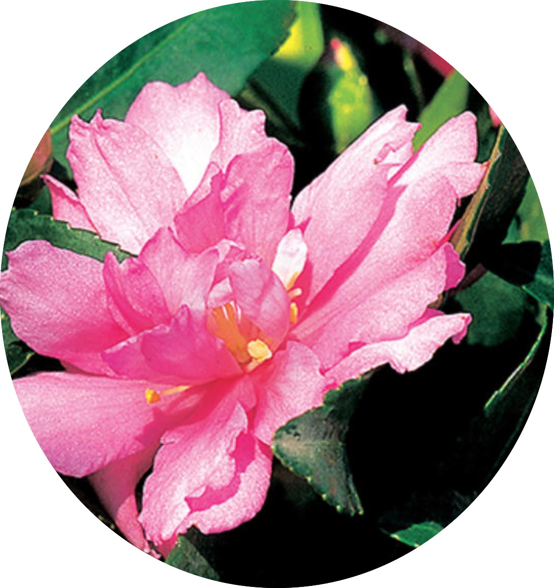 Camelia sasanqua cv presidente Antonio Severi vaso 18/20