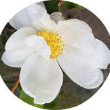 Camelia sasanqua Roncola's Cup vaso 18/20