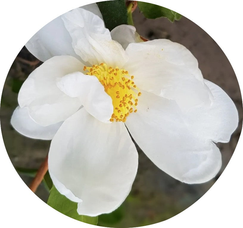 Camelia sasanqua Roncola's Cup vaso 18/20