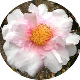Camelia sasanqua Russhay vaso 18/20
