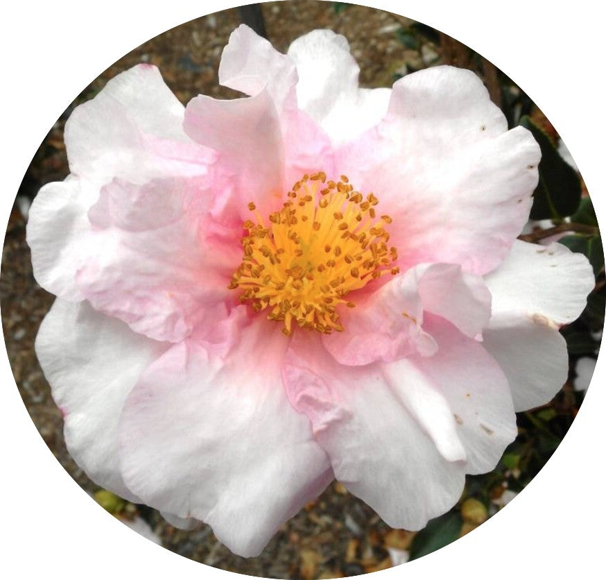 Camelia sasanqua Russhay vaso 18/20