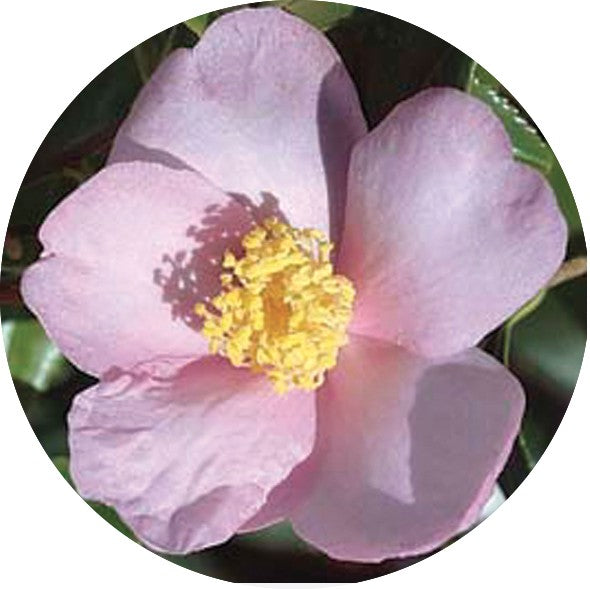 Camelia sasanqua Ashton's Pride vaso 18/20