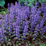 Ajuga reptans chocolate chips