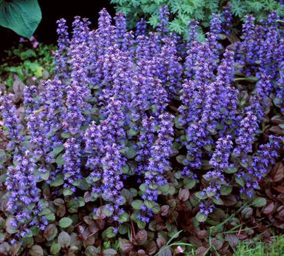 Ajuga reptans chocolate chips