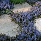 Ajuga reptans chocolate chips