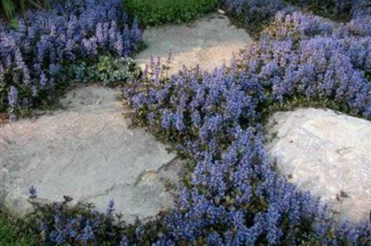 Ajuga reptans chocolate chips